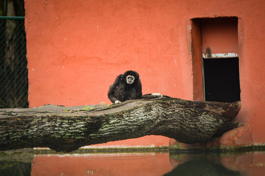 Black primate sitting behind a fallen tree trunk in a zoo enclosure.