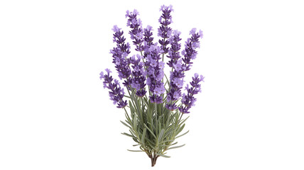 Fototapeta premium lavender isolated on white background