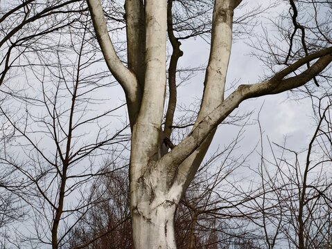 Birch tree details. Closeup of beech trunk with rugged bark and reaching branches in winter forest