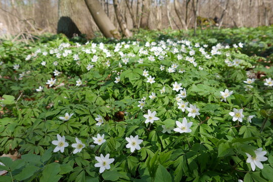Buschwindr&ouml;schen im Fr&uuml;hling im Wald