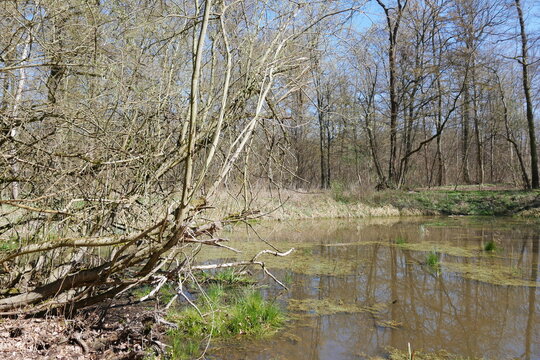 Teich im Fr&uuml;hjahr im Wald