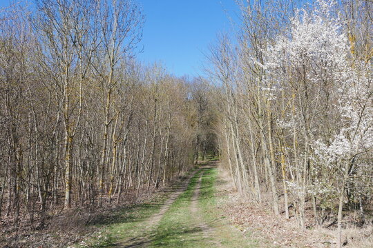 Waldweg im Fr&uuml;hling mit bl&uuml;hendem Baum