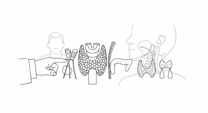 Anatomical diagram of the thyroid and parathyroid glands with surgical tools