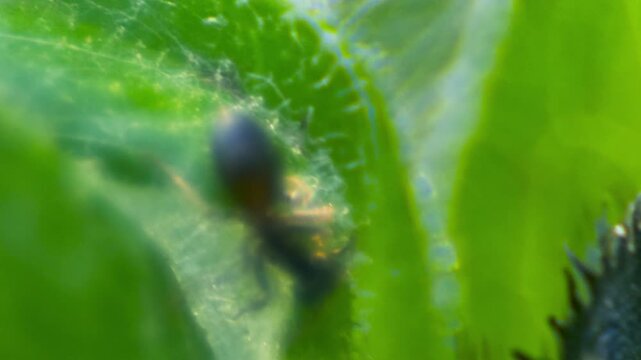 Dark ant on green leaf UK garden MACRO PRORES