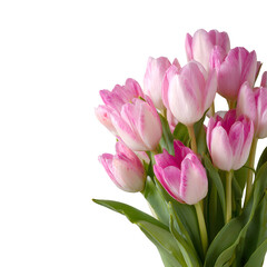 Obraz premium Vibrant Pink and White Tulips Isolated on a Dark Background with Copy Space