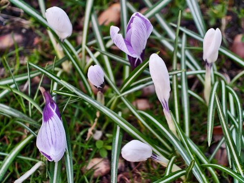Sophisticated pastel crocus flower arrangement featuring multiple hues suitable for marketing uses