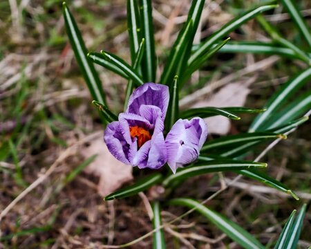Detailed perspective of purple crocus with orange stigma and textured petals amidst lush green foliage
