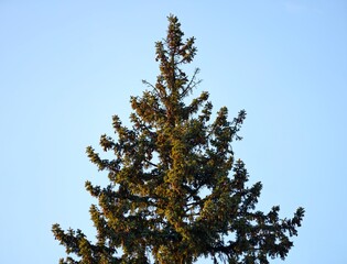Evergreen spruce reaching toward sky. Tall spruces with vibrant green needles against clear blue background © Vladimir