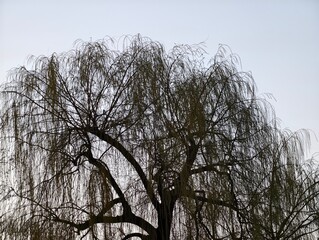 Elegant willow with gentle movement. Serene park setting featuring flowing willow branches © Vladimir