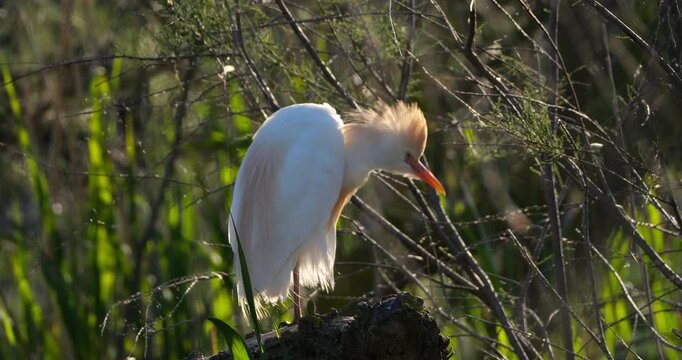 Western cattle egrets (bubulcus ibis) cleanig its feathers, the Camargue, Southern France