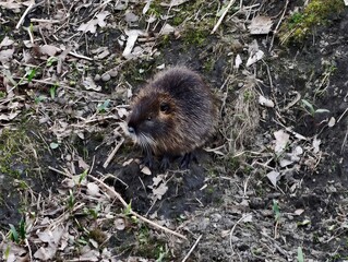 Spotted nutria stands still alert. Rocky hillside reveals attentive nutria in tense silence © Vladimir