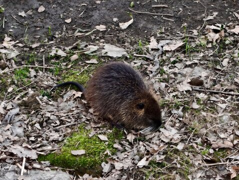 Nutria scours damp soil at mossy edge. Single nutria examines leaf litter near lush mossy bank soil