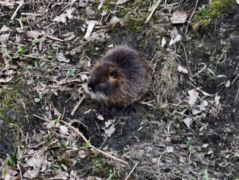 Spotted nutria stands still alert. Rocky hillside reveals attentive nutria in tense silence