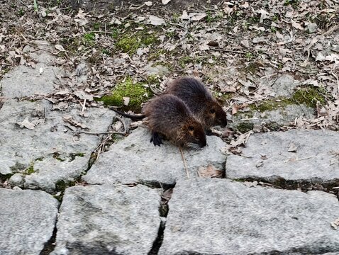 Juvenile nutria dash through mossy trail. Energetic juvenile nutria engage in playful antics outside