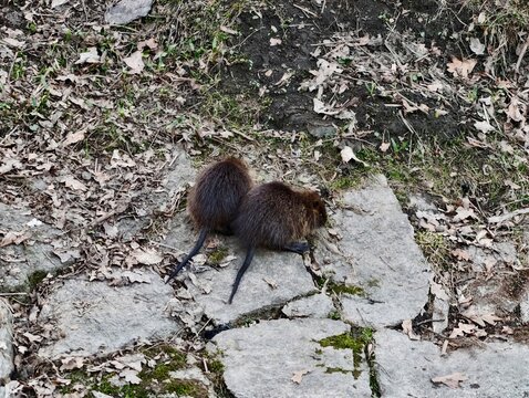 Nutria cautiously investigates. Nutria moves gradually across leafstrewn terrain amidst tranquility