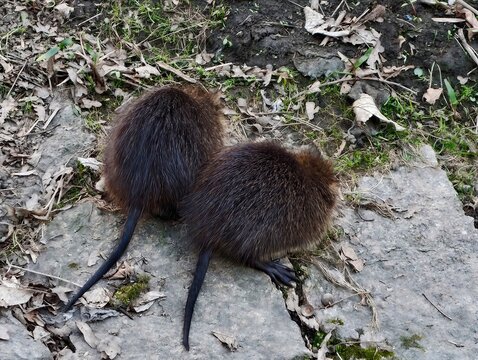 Reflections of mossy earthy tones. Mirrored shapes of nutria with moss accents and muted hues