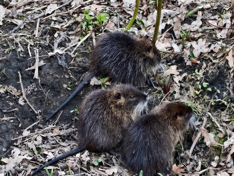 Adult nutria rests attentively. Serene scene of mature nutria resting peacefully close to wetland bank