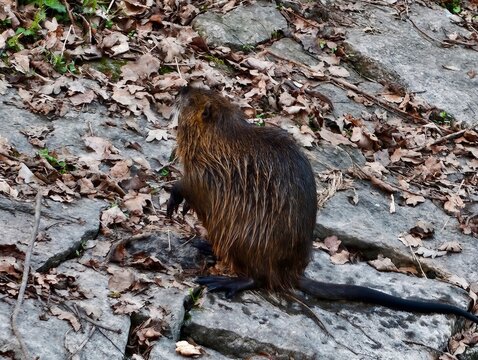 Furry nutria with reflective wet coat positioned on uneven rocky platform surrounded by fallen leaves