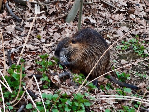 Nutria face closeup. Detailed portrait of curious nutria. Wet nutria with expressive facial features captured
