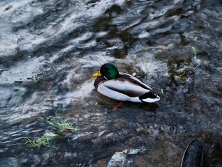 Pacific mallard gliding in tranquil water. Male mallard drifts through calm reflective creek environment © Vladimir