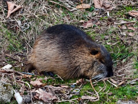 Coypu resting peacefully. Tranquil snapshot capturing coypu with detailed fur and relaxed expression