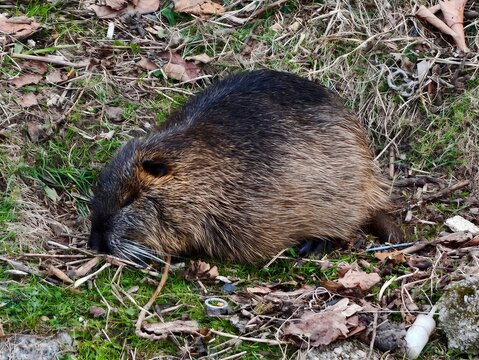 Nutria carefully chews reeds near riverbank. Nutria gnaws on reed stems with keen attention to details
