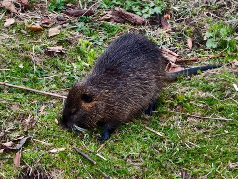 Quiet nutria consumes food near water. Solitary nutria calmly feeds amidst marshy terrain and ripples