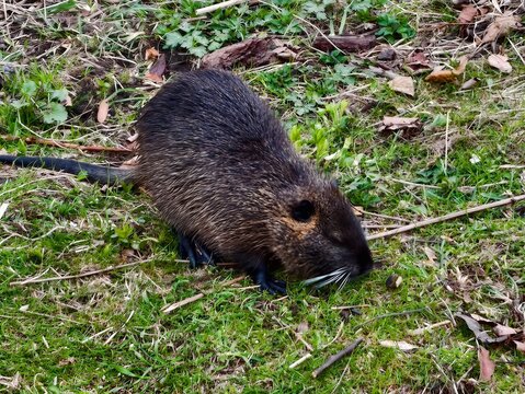 Coypu grazes by peaceful pond. Grey coypu consumes moss and grass by calm waterside urban sanctuary