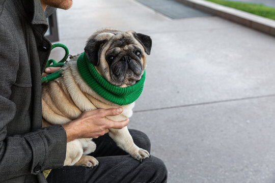 Pug in green scarf sitting on owner&rsquo;s lap near pavement. The photo symbolizes trust, warmth, and the emotional connection between human and pet in everyday city life.