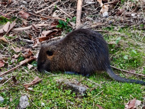 Beaver shaping environment. Ecosystem engineers reshape shoreline with soil and plant manipulation