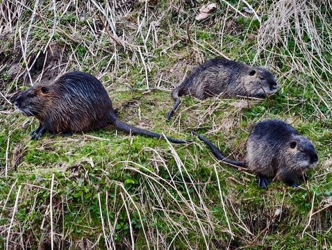 Natural scene of aquatic rodents at dusk. Three coypu browsing on muddy marsh bank at sunset