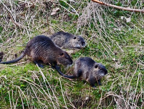Energetic confrontation between two coypu along wet bank reveals family interaction and wild environment