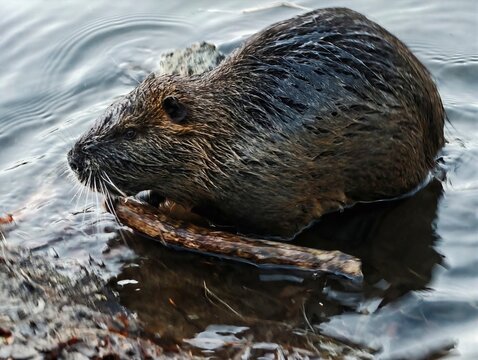 Wet furred animal in shallow stream gnawing on stick while reflecting ripples and textures