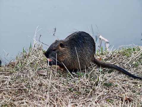 Nutria munching on reed by water. Rodent feeding on water plants beside tranquil water scene in daylight