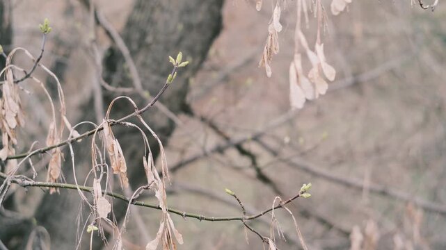 Close-up of thin tree branches showing dry seed pods from winter alongside fresh green buds emerging in early spring. The images feature a moody, blurred background with heavy vintage film grain