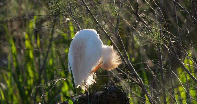 Western cattle egrets (bubulcus ibis) cleanig its feathers, the Camargue, Southern France