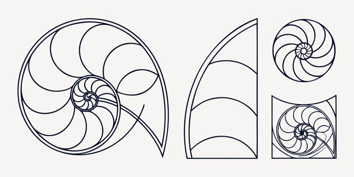 Geometric fibonacci spiral and nautilus shell line art illustration demonstrating the golden ratio concept with fibonacci nautilus geometry proportion sequence background