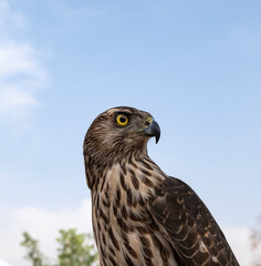 Obraz premium Portrait of a majestic Saker Falcon (Falco cherrug) looking sideways against a clear blue sky background. Powerful bird of prey in wild nature, hunting symbol and falconry concept.