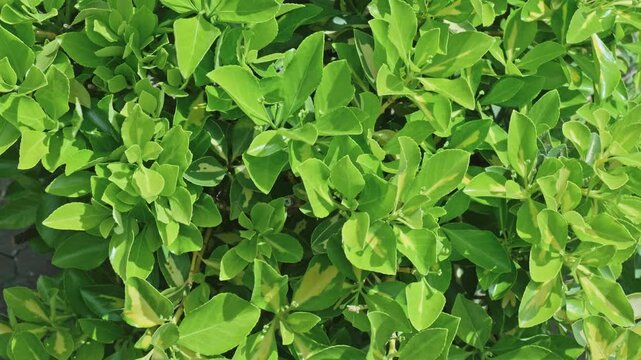 Vibrant Green Euonymus Bush Leaves Close-Up