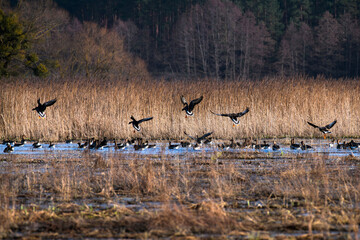 Gęsi podczas wiosennych przelotów w dolinie Narwi © taddor