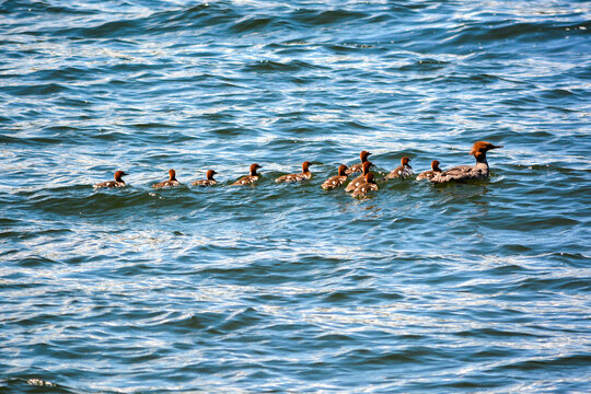 Nesting moment with a female common merganser escorting her ducklings on the water in a line of single file shortly after hatching to find food