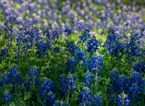 Close-up of bright blue and purple bluebonnet wildflowers covering a field, with blurred green foliage background.