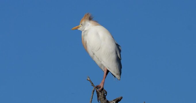 western cattle egrets (bubulcus ibis) perched against the blue sky, the Camargue, Southern France