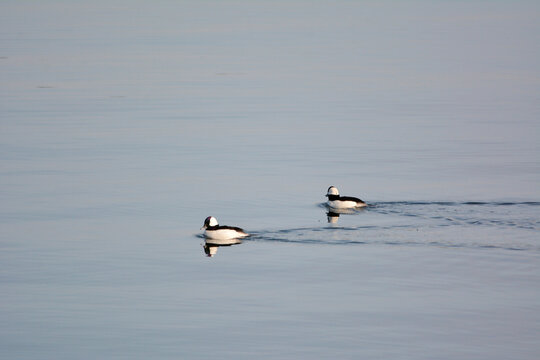 Two little goldeneyes Bucephala albeola swimming on a stretch of calm water ,these birds are the smallest diving ducks in North America
