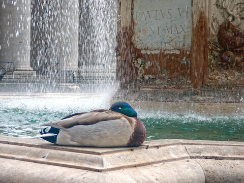 Germano reale che riposa sul bordo di una fontana storica in Piazza San Pietro, Citt&agrave; del Vaticano, Roma 848