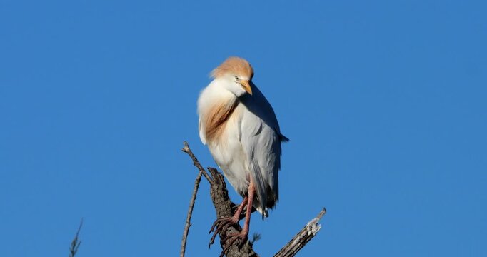 western cattle egrets (bubulcus ibis) perched against the blue sky, the Camargue, Southern France