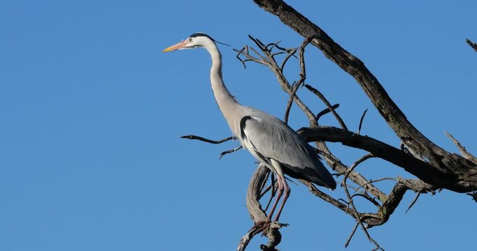 Grey heron, Ardea cinerea, perched on it s dormitory tree, the Camargue, Southern France