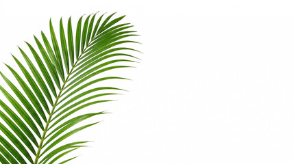 Fototapeta premium Vibrant green Areca palm leaf on white background with copy space. Minimalist botanical studio shot with elegant frond and large area for text. High-quality realistic texture