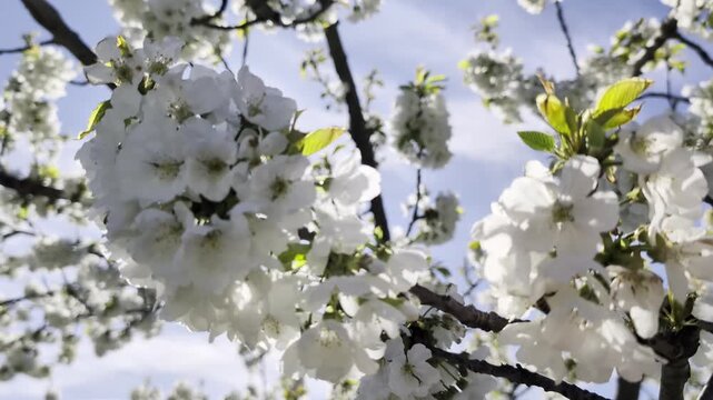 Rami carichi di fiori bianchi in piena fioritura, ripresi in primo piano contro un cielo azzurro con leggere nuvole primaverili