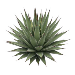 Fototapeta premium A detailed illustration of a spiky agave plant with sharp leaves radiating outward